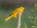 Yellow Warbler - MAY 31 2022 - Scarborough Marsh - Eastern Rd - Cumberland County - Maine
