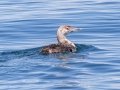 Common Loon - JUNE 6 2022 - Murray Hole and Kettle - Boothbay Harbor Pelagic Trip - Sagadahoc County - Maine
