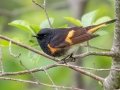 American Redstart - JUNE 9 2022 - Acadia NP - Sieur de Monts Spring and Wild Gardens - Hancock County - Maine