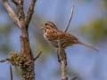 Song Sparrow - JUNE 4 2022 - Smalls Falls Rest Area - Franklin County - Maine
