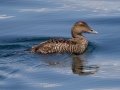 Common Eider (juvenile) - JUNE 15 2022 - Monhegan Island - Lincoln County - Maine