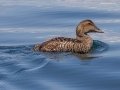 Common Eider (juvenile) - JUNE 15 2022 - Monhegan Island - Lincoln County - Maine