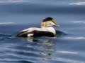 Common Eider (Dresser's) - JUNE 15 2022 - Monhegan Island - Lincoln County - Maine