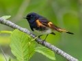 American Redstart - JUNE 9 2022 - Acadia NP - Sieur de Monts Spring and Wild Gardens - Hancock County - Maine