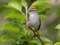 Chipping Sparrow - JUNE 4 2022 - Smalls Falls Rest Area - Franklin County - Maine