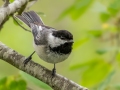 Black-capped Chickadee - MAY 31 2022 - Scarborough Marsh - Eastern Rd - Cumberland County - Maine