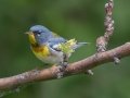 Northern Parula - JUNE 4 2022 - Smalls Falls Rest Area - Franklin County - Maine