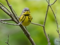 Magnolia Warbler - MAY 31 2022 - Willowdale Golf Course Ponds - Scarborough - Cumberland County - Maine
