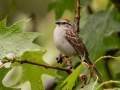 Chipping Sparrow - JUNE 9 2022 - Acadia NP - Duck Brook Road - Hancock County - Maine