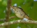 Hermit Thrush - JUNE 12 2022 - Orono Bog Walk - Penobscot County - Maine