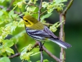 Black-throated Green Warbler - JUNE 9 2022 - Acadia NP - Sieur de Monts Spring and Wild Gardens - Hancock County - Maine