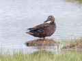 American Black Duck - MAY 31 2022 - Scarborough Marsh - Eastern Rd - Cumberland County - Maine