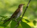 Veery - JUNE 12 2022 - Orono Bog Walk - Penobscot County - Maine