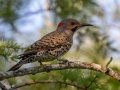 Northern Flicker (Yellow-shafted) - JUNE 10 2022 - Turkey Lane - Ellsworth US-ME - Hancock County - Maine