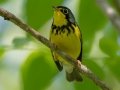 Canada Warbler - JUNE 12 2022 - Orono Bog Walk - Penobscot County - Maine