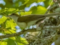 Black-billed Cuckoo - JUNE 12 2022 - Orono Bog Walk - Penobscot County - Maine