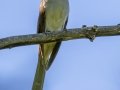Black-billed Cuckoo - JUNE 12 2022 - Orono Bog Walk - Penobscot County - Maine