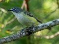 Blue-headed Vireo - JUNE 10 2022 - Turkey Lane - Ellsworth US-ME - Hancock County - Maine