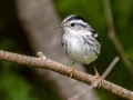 Black-and-white Warbler - JUNE 4 2022 - Messalonskee Lake Boat Ramp - Kennebec County - Maine