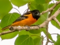 Baltimore Oriole - MAY 31 2022 - Willowdale Golf Course Ponds - Scarborough - Cumberland County - Maine