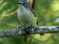 Blue-headed Vireo - JUNE 10 2022 - Turkey Lane - Ellsworth US-ME - Hancock County - Maine