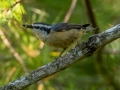 Red-breasted Nuthatch - JUNE 10 2022 - Turkey Lane - Ellsworth US-ME - Hancock County - Maine