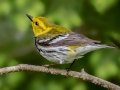 Black-throated Green Warbler -- JUNE 4 2022 - Messalonskee Lake Boat Ramp - Kennebec County - Maine