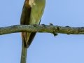 Black-billed Cuckoo - JUNE 12 2022 - Orono Bog Walk - Penobscot County - Maine