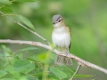 Red-eyed Vireo - MAY 31 2022 - Willowdale Golf Course Ponds - Scarborough - Cumberland County - Maine