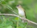Red-eyed Vireo - MAY 31 2022 - Willowdale Golf Course Ponds - Scarborough - Cumberland County - Maine