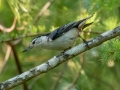 White-breasted Nuthatch - JUNE 10 2022 - Turkey Lane - Ellsworth US-ME - Hancock County - Maine