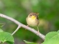 Common Yellowthroat - MAY 31 2022 - Willowdale Golf Course Ponds - Scarborough - Cumberland County - Maine