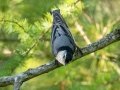 White-breasted Nuthatch - JUNE 10 2022 - Turkey Lane - Ellsworth US-ME - Hancock County - Maine