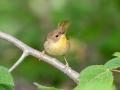 Common Yellowthroat - MAY 31 2022 - Willowdale Golf Course Ponds - Scarborough - Cumberland County - Maine