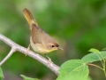 Common Yellowthroat - MAY 31 2022 - Willowdale Golf Course Ponds - Scarborough - Cumberland County - Maine