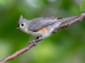 Tufted Titmouse - MAY 31 2022 - Scarborough Marsh - Eastern Rd - Cumberland County - Maine