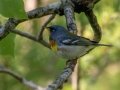 Northern Parula - JUNE 10 2022 - Turkey Lane - Ellsworth US-ME - Hancock County - Maine