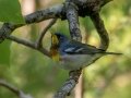 Northern Parula - JUNE 10 2022 - Turkey Lane - Ellsworth US-ME - Hancock County - Maine
