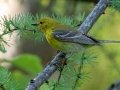 Pine Warbler - JUNE 10 2022 - Turkey Lane - Ellsworth US-ME - Hancock County - Maine