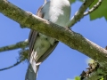 Black-billed Cuckoo - JUNE 12 2022 - Orono Bog Walk - Penobscot County - Maine