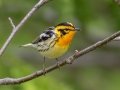 Blackburnian Warbler - JUNE 4 2022 - Messalonskee Lake Boat Ramp - Kennebec County - Maine
