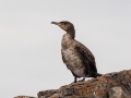 Great Cormorant (juvenile) - JUNE 18 2022 - Seal Island NWR  - Knox County - Maine