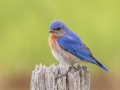 Eastern Bluebird - MAY 31 2022 - Scarborough Marsh - Eastern Rd - Cumberland County - Maine