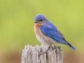 Eastern Bluebird - MAY 31 2022 - Scarborough Marsh - Eastern Rd - Cumberland County - Maine