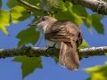 Black-billed Cuckoo - JUNE 12 2022 - Orono Bog Walk - Penobscot County - Maine
