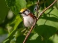 Chestnut-sided Warbler - JUNE 10 2022 - Turkey Lane - Ellsworth US-ME - Hancock County - Maine