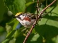 Chestnut-sided Warbler - JUNE 10 2022 - Turkey Lane - Ellsworth US-ME - Hancock County - Maine