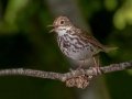 Ovenbird - JUNE 10 2022 - Turkey Lane - Ellsworth US-ME - Hancock County - Maine