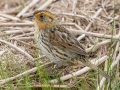 Saltmarsh Sparrow - MAY 31 2022 - Willowdale Golf Course Ponds - Scarborough - Cumberland County - Maine