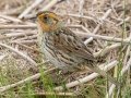 Saltmarsh Sparrow - MAY 31 2022 - Willowdale Golf Course Ponds - Scarborough - Cumberland County - Maine